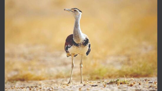 Install bird diverters on power lines to stop death of Great Indian Bustard: NGT