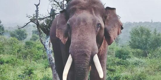 Elephant safari begins at Gorumara National Park