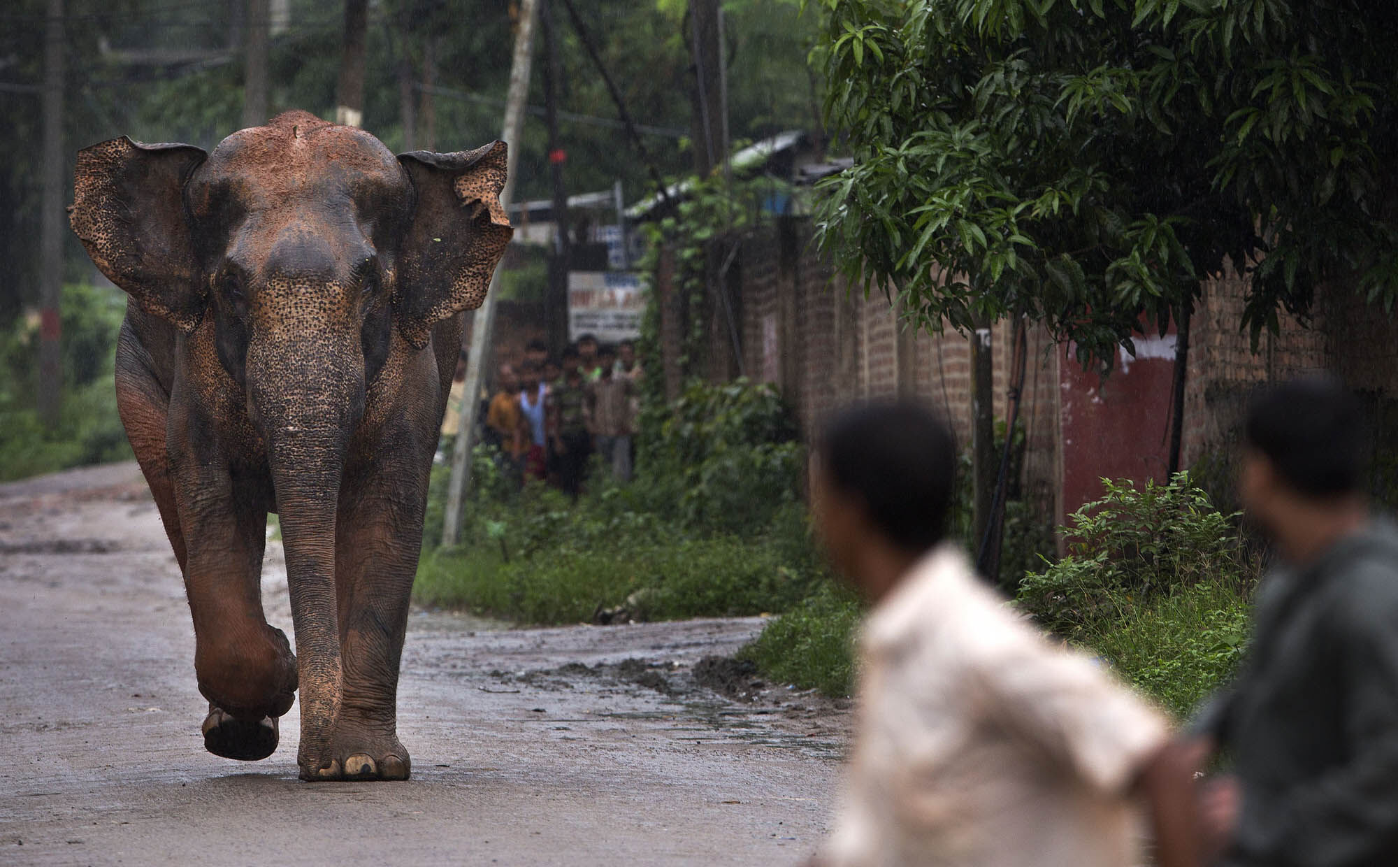 Assam faces rising human-elephant conflict despite Govt claims of mitigation measures