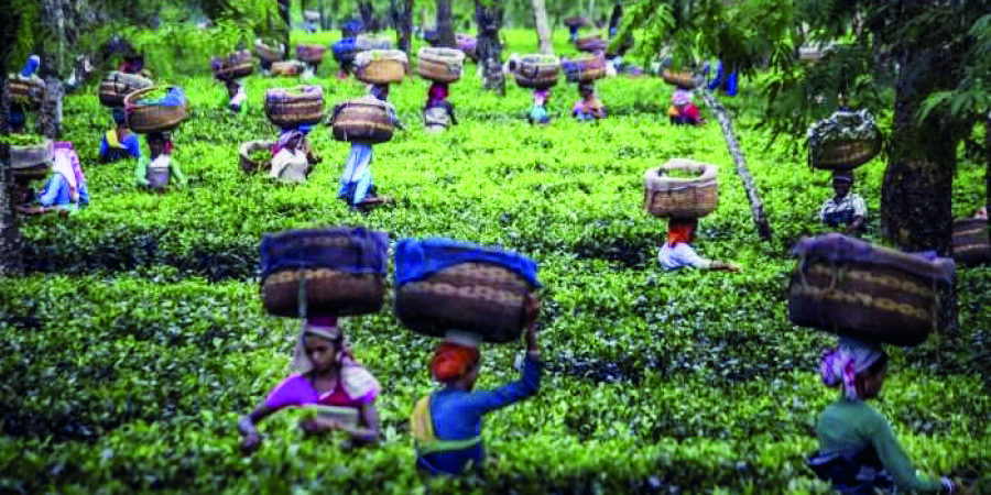Allow tea estate workers to use their houses as homestays