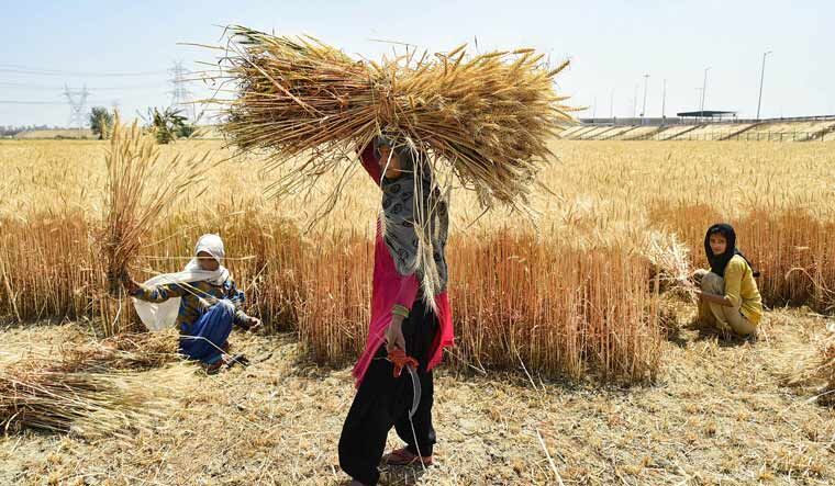 Govt allows exporting wheat consignments registered with customs authority prior to ban order