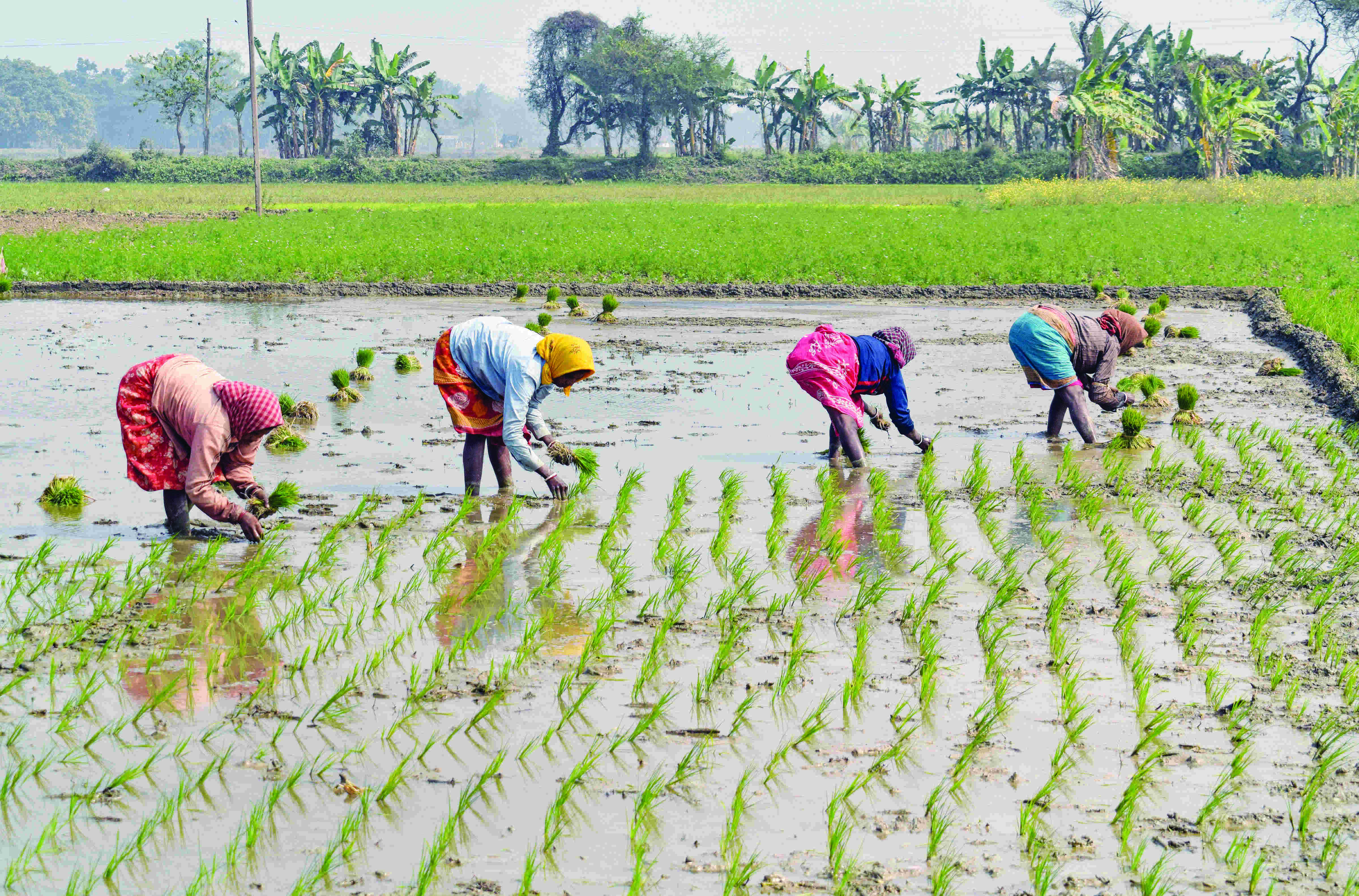 Bengals agri growth rate better than most states, including UP 