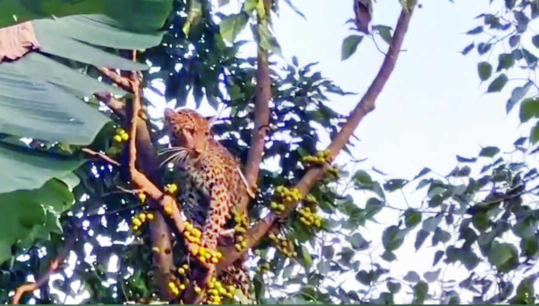 Tea garden worker injured after being attacked by leopard in Jalpaiguri dist