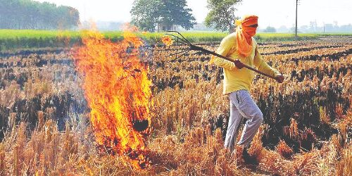 Bengal to launch massive anti-stubble burning drive Bengal to launch massive anti-stubble burning drive