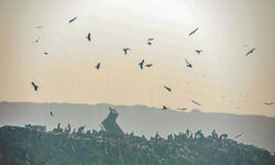 Stubble burning share drops to 32%, no quick recovery expected Stubble burning share drops to 32%, no quick recovery expected