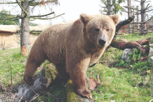 Urgent need to conserve Himalayan brown bear, says study
