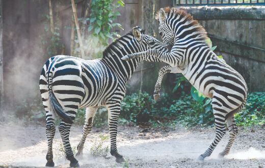 Animal exchange programme hit by Covid hurdle Animal exchange programme hit by Covid hurdle