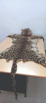 Leopard skin seized from Tollygunge area