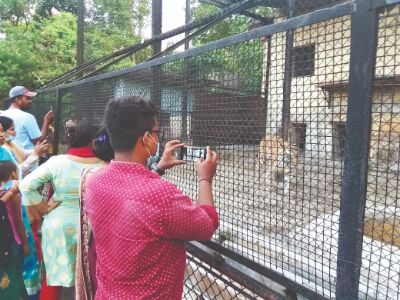 Special measures to keep Zoo inmates warm, this winter