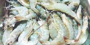 New US fishing regulations hit shrimp export