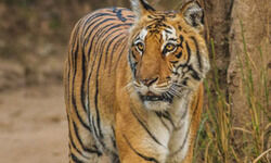 Tigress missing in Rajaji Tiger Reserve Tigress missing in Rajaji Tiger Reserve