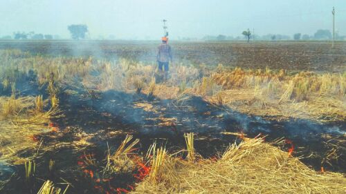 Gopal Rai bats for Pusa tech to combat stubble burning
