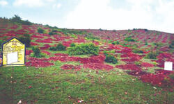 Matir Sristi creates lakhs of job opportunities; to utilise 50K acres of fallow land