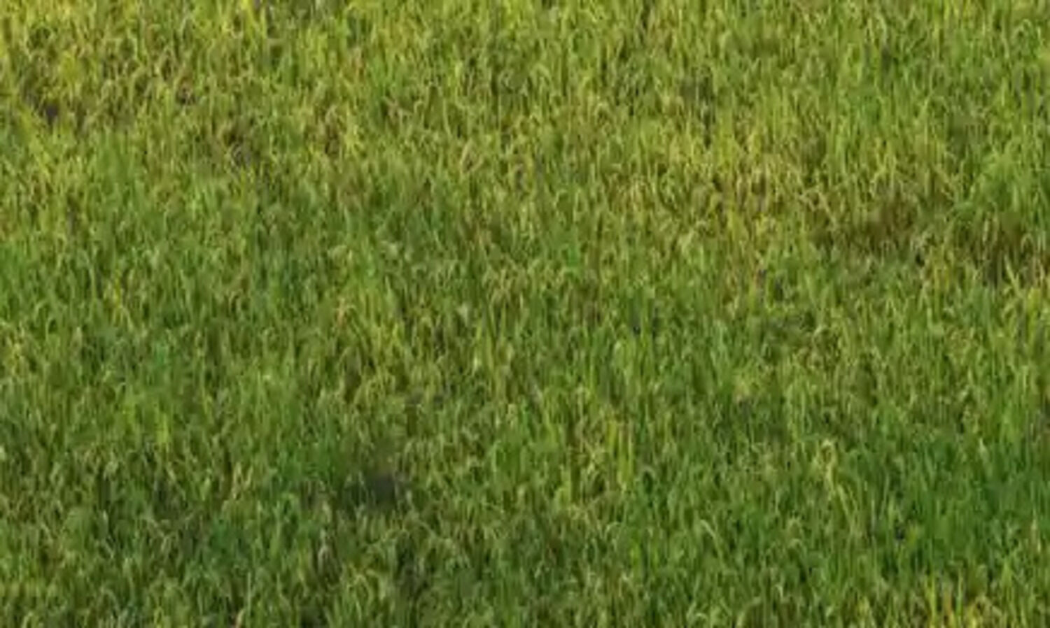 Govts paddy buying up 18.8%   so far, highest from Punjab