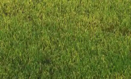 Govts paddy buying up 18.8%   so far, highest from Punjab