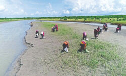 Post Amphan: 5 crore mangrove saplings planted in Sunderbans