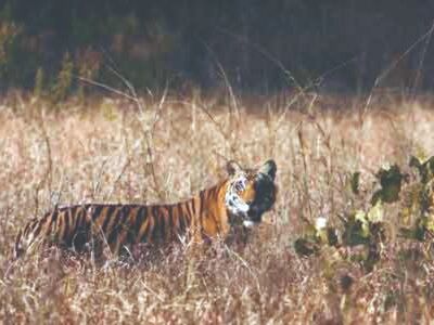 MP loses 26 tigers in 2020; birth rate more than deaths