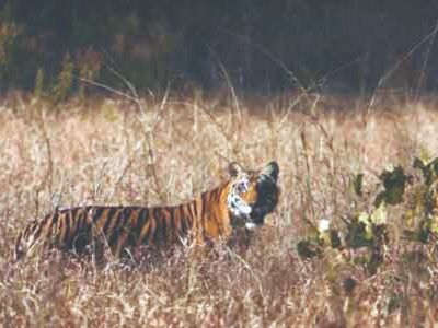 MP loses 26 tigers in 2020; birth rate more than deaths MP loses 26 tigers in 2020; birth rate more than deaths
