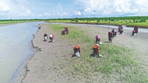 Post Amphan: 5 crore mangrove saplings planted in Sunderbans