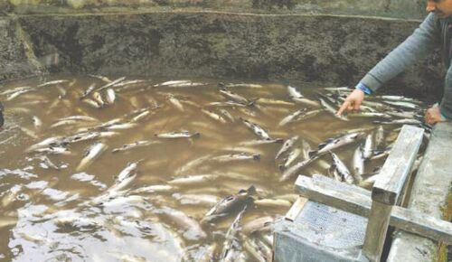 Fish farming: Nudge to shun use of antibiotics as exports to EU hit