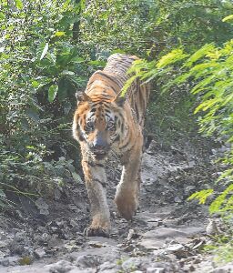 Eco-sensitive zone: State to draft master plan for Buxa Tiger Reserve