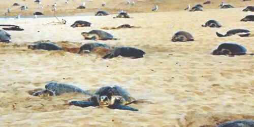 Olive ridley turtles return to Odisha beach for nesting Olive ridley turtles return to Odisha beach for nesting