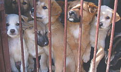 Petting culture & lockdown