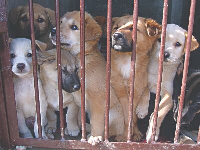 Petting culture & lockdown