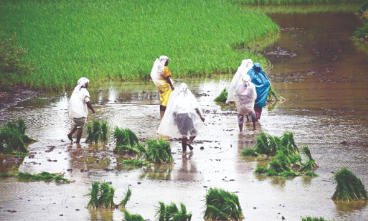 CPI for farm labourers, eases to   6% in Nov; CPI-RL down to 5.86%