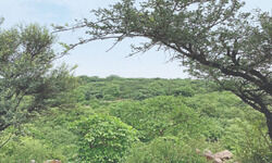 Wildlife census in Gurugrams Aravallis postponed to next year Wildlife census in Gurugrams Aravallis postponed to next year