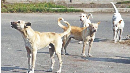 Crematorium for dogs: Priest to perform rituals; ashes will be stored for 15 days Crematorium for dogs: Priest to perform rituals; ashes will be stored for 15 days