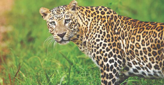 Indias leopard population up by 60% in 4 years since 2014: Prakash Javadekar Indias leopard population up by 60% in 4 years since 2014: Prakash Javadekar
