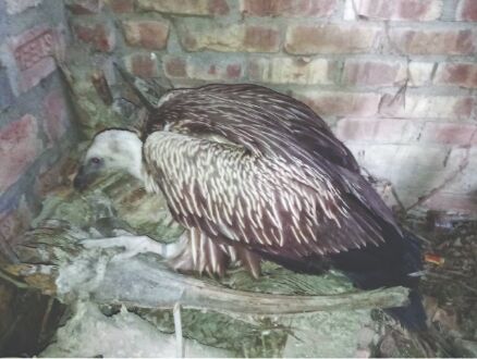 Rare wounded vulture rescued from Nandigram