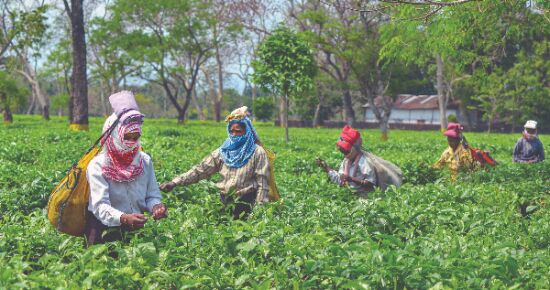 State starts skill development training of non-workers of tea gardens