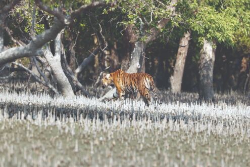 State takes measures to boost food chain of Royal Bengal Tiger