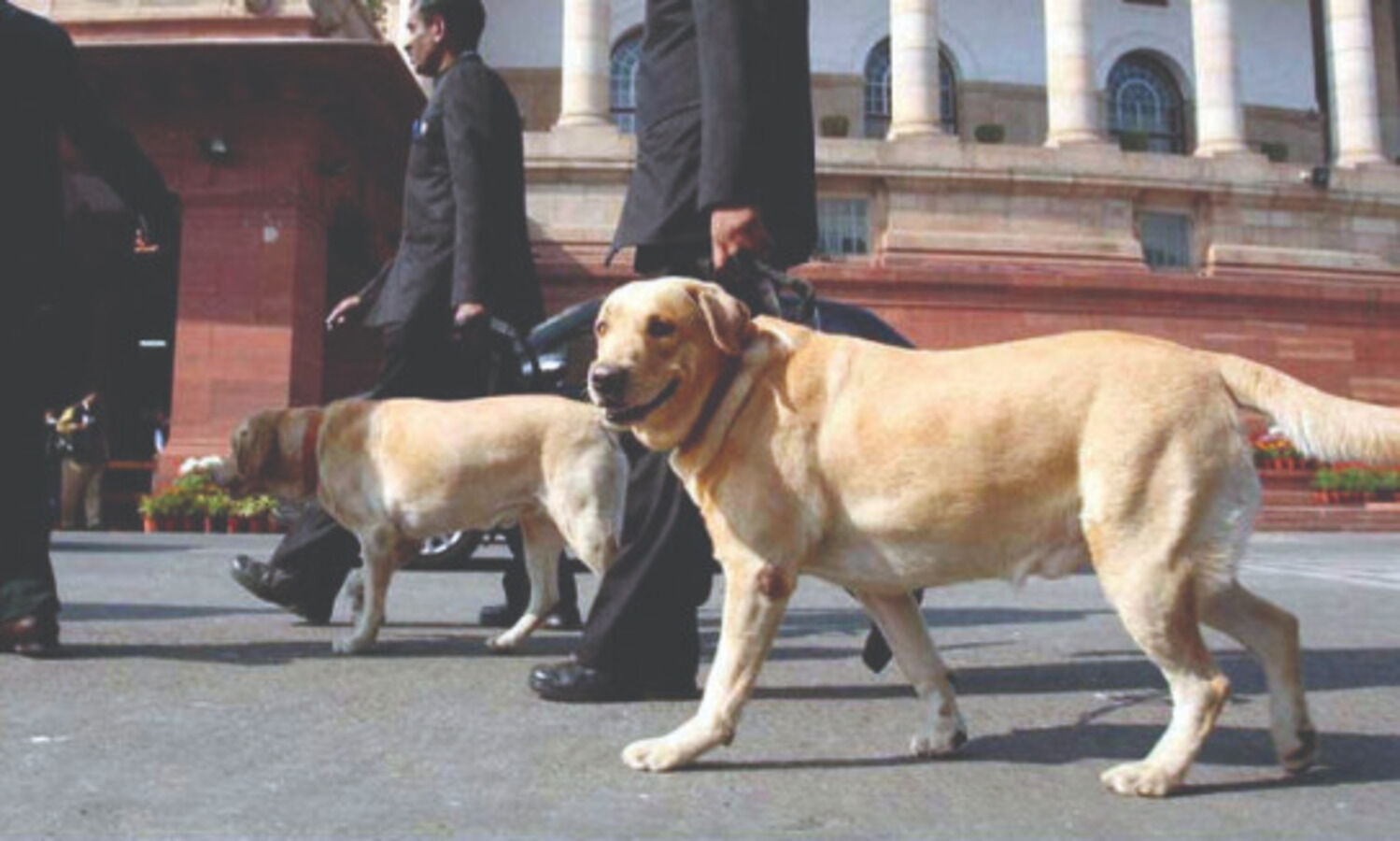 Over 2,300 dogs, 1,415 horses serving police across India