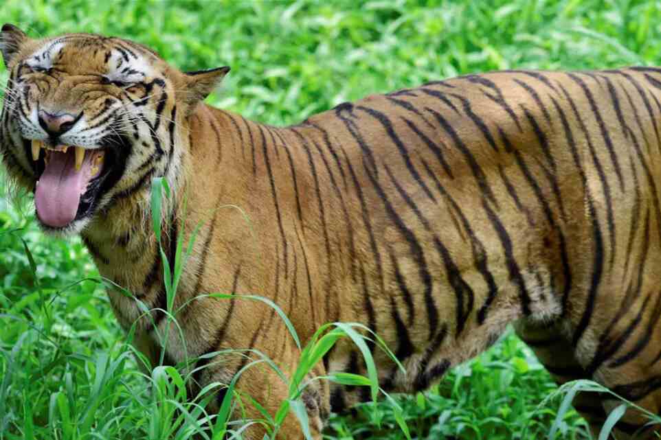 Delhi zoo loses tiger cub Delhi zoo loses tiger cub