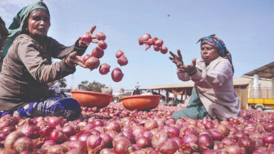 Nationwide average retail price of onions down 60% since 2019