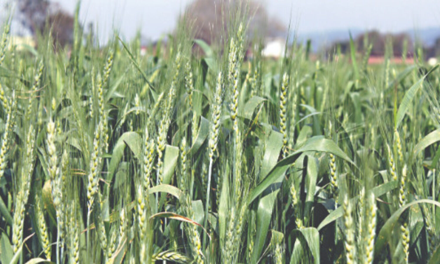 Wheat sowing up by 4%   at 325.35L hectare so far