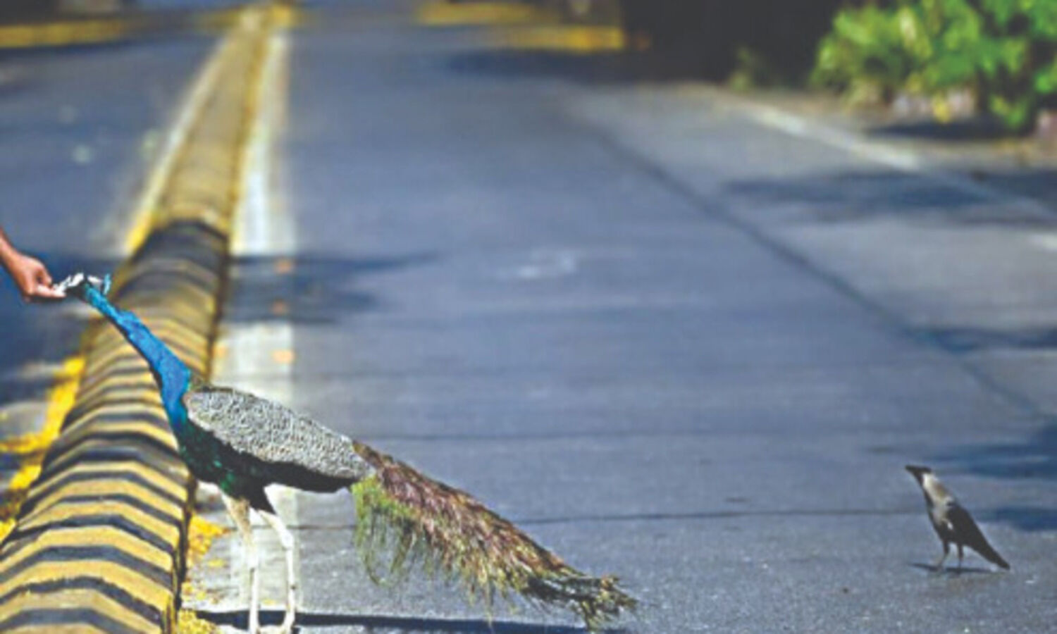 2020 saw environment bounce back to its glory, even if temporarily