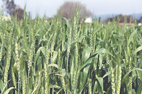Wheat sowing up by 4%   at 325.35L hectare so far