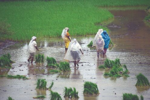 Govt procures paddy worth `92,121 cr so far   at MSP; purchase in volume terms up 25%