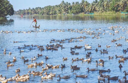 Bird flu: J&K, Karnataka, Tamil Nadu on alert; culling of chickens & ducks begins in Kerala Bird flu: J&K, Karnataka, Tamil Nadu on alert; culling of chickens & ducks begins in Kerala