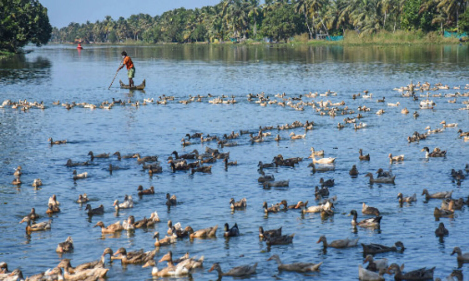 Monitor national parks, wetlands where birds flock in view of avian flu: Gehlot to officials