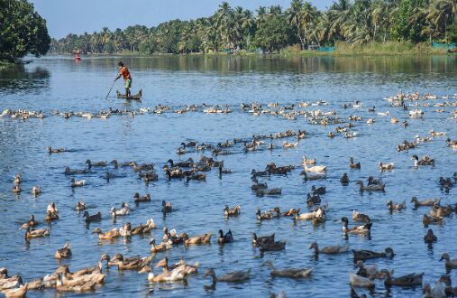 Monitor national parks, wetlands where birds flock in view of avian flu: Gehlot to officials