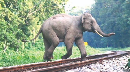 Rlys to use sensors on pilot basis for preventing animal deaths on tracks