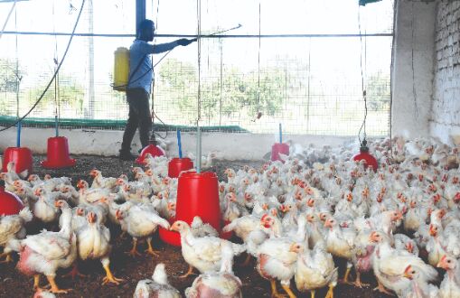 Bird flu: MP bans chicken import from southern states Bird flu: MP bans chicken import from southern states