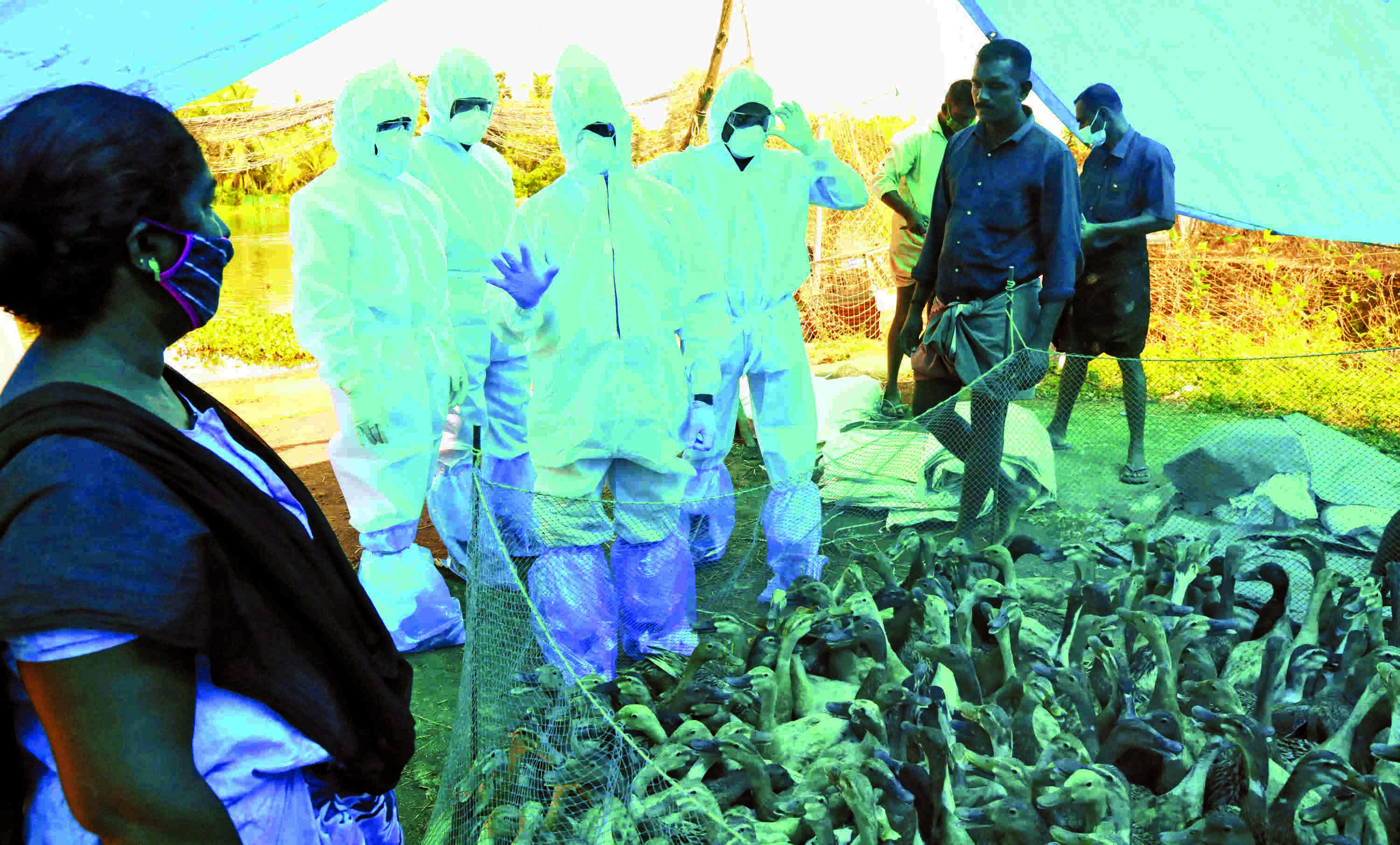 Bird flu: Advisories issued to contain further spread, Centre deploys teams in Kerala, Haryana Bird flu: Advisories issued to contain further spread, Centre deploys teams in Kerala, Haryana