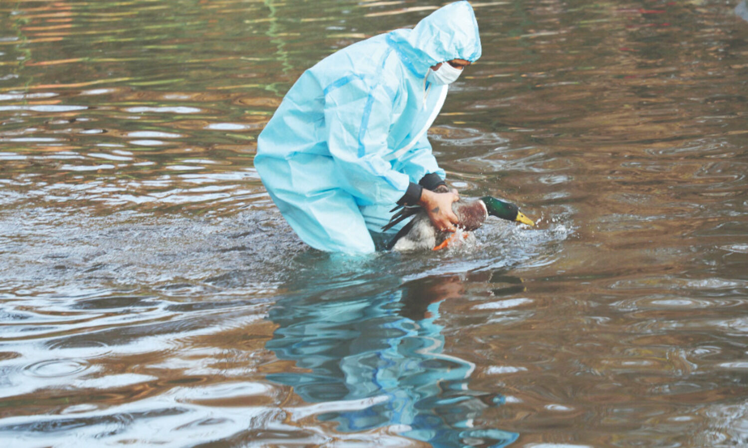 Bird flu: Centre asks all states to be prepared for any eventuality