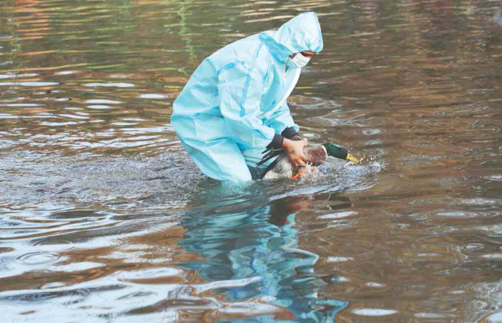 Bird flu: Centre asks all states to be prepared for any eventuality